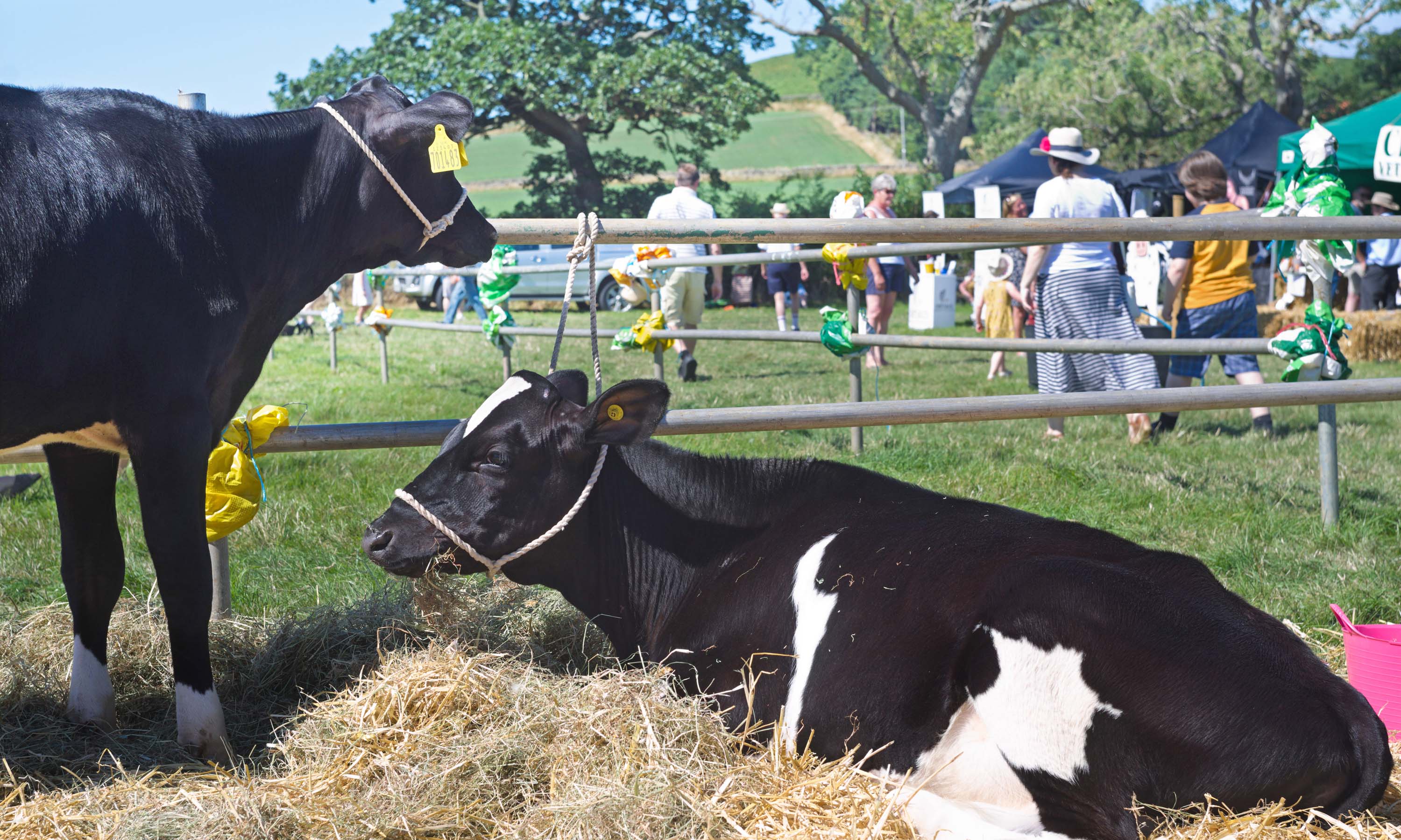 Danby Show Photo by David Eadington